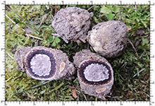 Elaphomyces decipiens